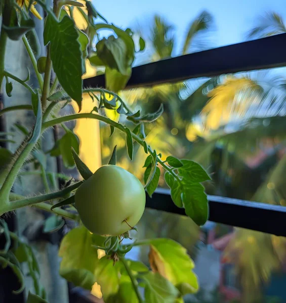 Bahçedeki yeşil bitki