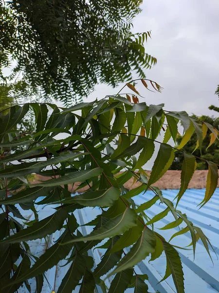 Bahçedeki yeşil bitki