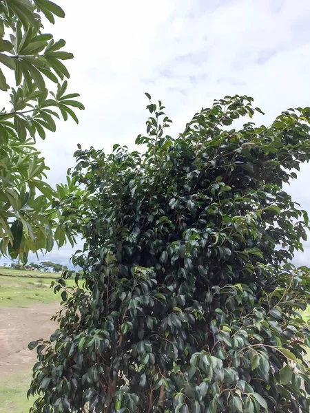 Bahçede yeşil yapraklar