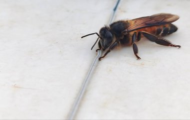 Ahşap arka planda bir arının yakın plan çekimi.