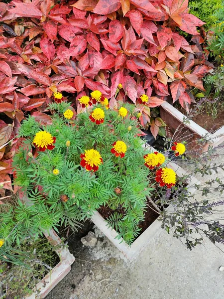 Bahçede sonbahar yaprakları