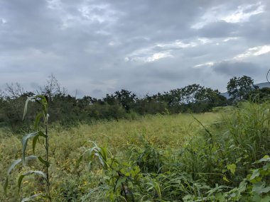 yeşil çimenler tarlada