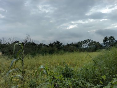 Ağacı ve tarlası olan güzel bir manzara.