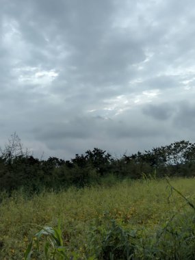 Ağaçları ve yeşil otları olan güzel bir manzara.