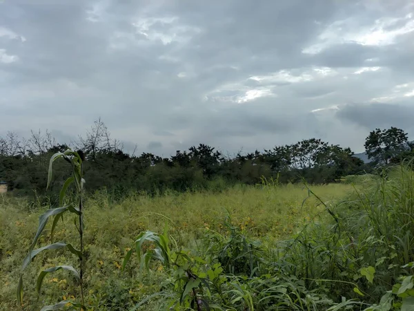 Ağacı ve tarlası olan güzel bir manzara.