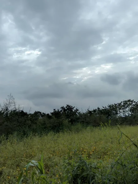 Ağaçları ve yeşil otları olan güzel bir manzara.