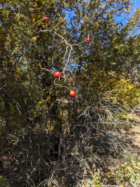 Sonbahar yaprakları, sonbahar bitkileri