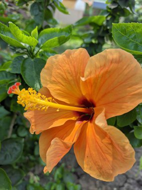 Bahçedeki portakal çiçeği