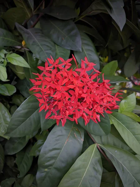 Bahçedeki kırmızı çiçek