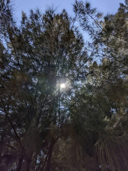 Ormanın güzel manzarası