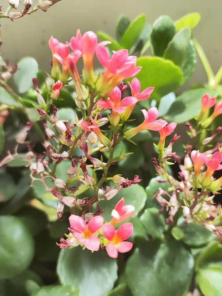 Güzel botanik fotoğrafı, doğal duvar kağıdı.