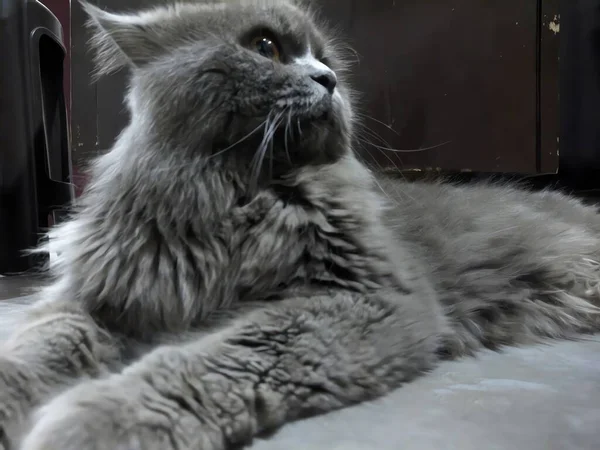 Kedi yerde yatıyor.