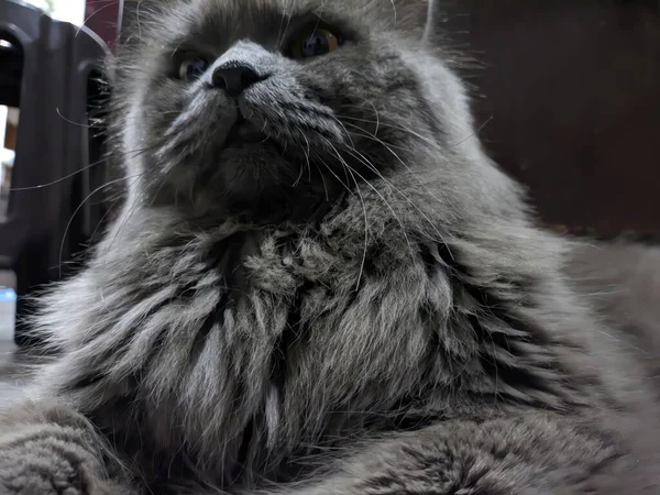 Şirin bir kedinin portresi