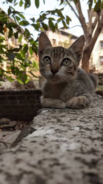 Kedi sokakta oturuyor.