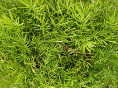 yeşil çimen dokusu arkaplanı