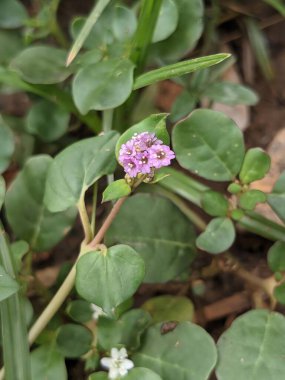 Bahçedeki güzel çiçekler