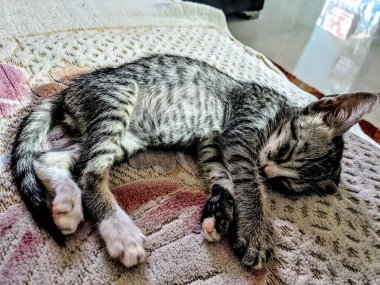 Yatakta uyuyan sevimli kedi