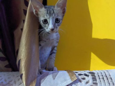 Şirin bir kedinin portresi