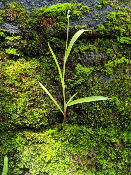 Ormanda yeşil yosun