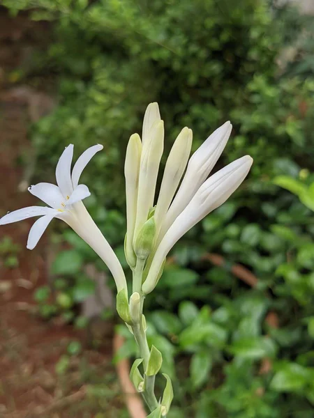 Güzel botanik fotoğrafı, doğal duvar kağıdı.