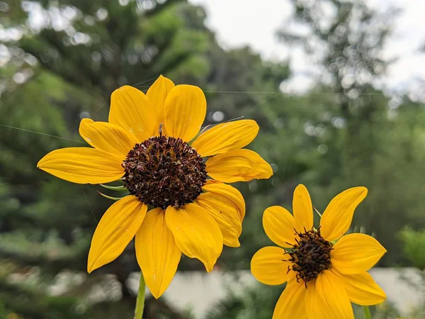 Bahçedeki güzel çiçekler