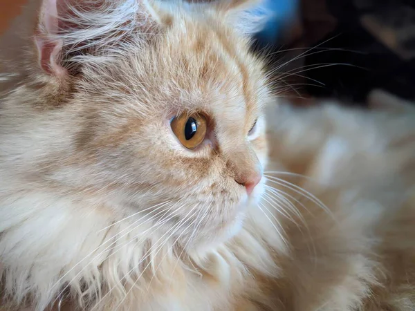 Şirin bir kedinin portresi