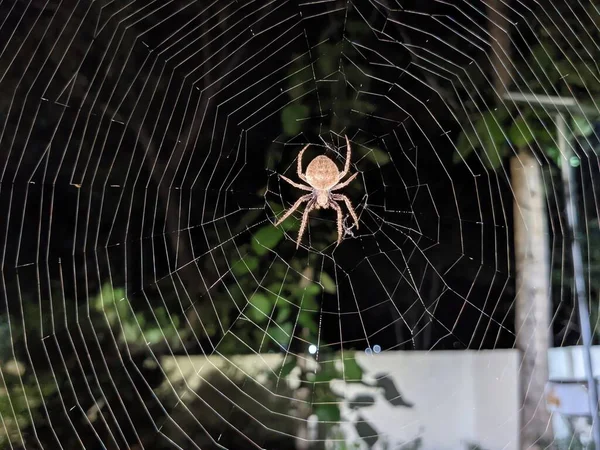 Ormandaki örümcek ağı