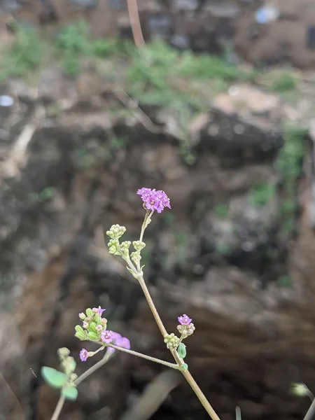 Bahçedeki güzel çiçekler