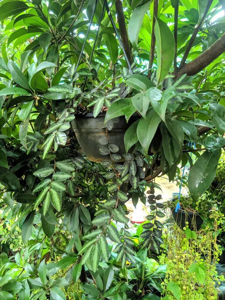 Bahçedeki yeşil bitki