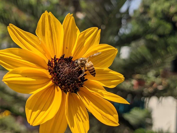Arı sarı çiçekten polen topluyor