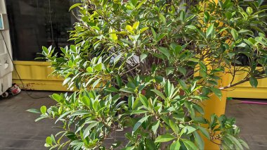 Bahçedeki yeşil bitkiler