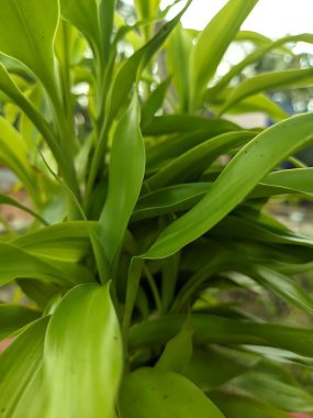 bir bitkinin yeşil yaprakları