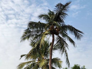 Sahilde palmiye ağacı