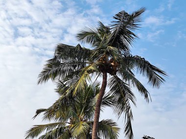 Sahilde palmiye ağacı