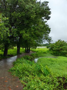 Ağaçları ve yeşil otları olan güzel bir manzara.