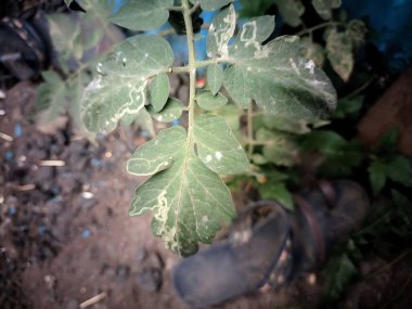 Bahçede yeşil yapraklar