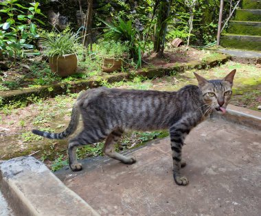 Bahçedeki sevimli kedi.