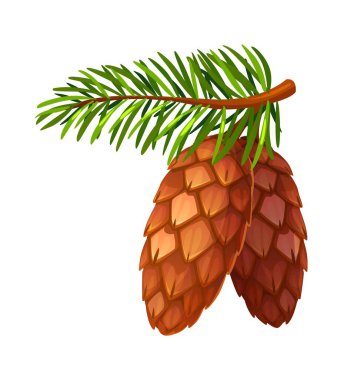 Karikatür sonbahar kozalaklı kozalakları beyaza izole edilmiş. Yeşil sivri iğneli ağaç dalları ve tohumlu iki kahverengi kozalak. Sonbahar ve Noel süslemeleri