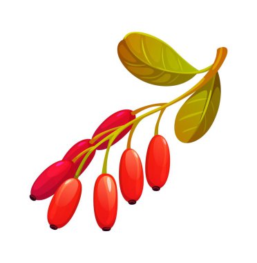 Sonbahar yapraklı Barberry çizgi filmi. Kızıl sonbahar berberi, berberis veya yaban mersini orman bitkisi. Sarı yeşil yapraklı Lycium dalı