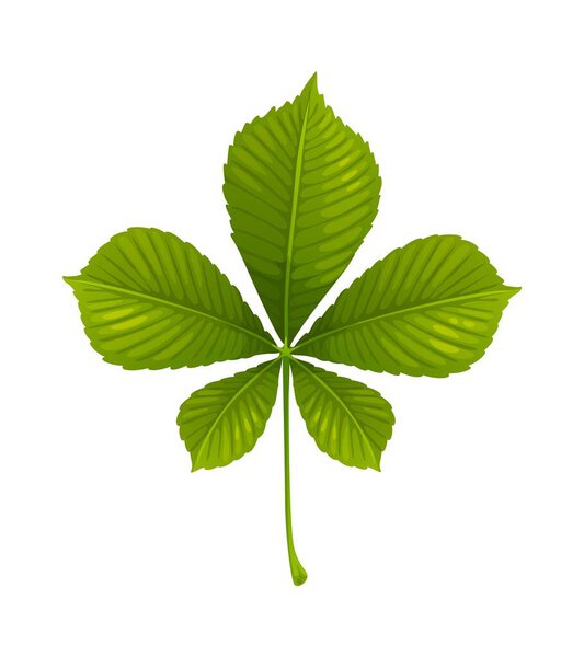 Cartoon chestnut leaf in autumn season. Green and large aesculus tree leaves. Fall buckeye branch or hippocastanum. Palmate emerald conker autumn leaf