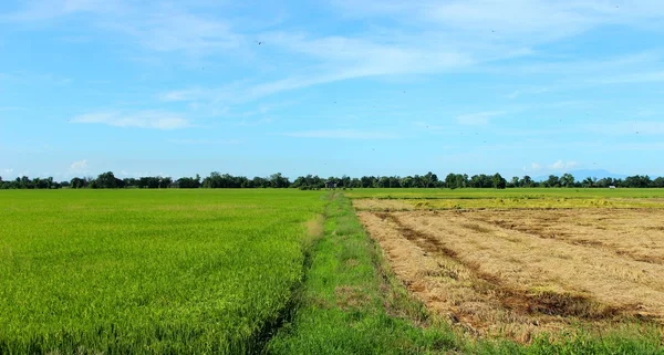 Mavi gökyüzü arka plan pirinç alandır.