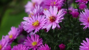 Detailed view of blooming purple Aster flowers adorned with water droplets, highlighting their intricate structure and the lively green foliage surrounding them, creating a fresh, natural composition.