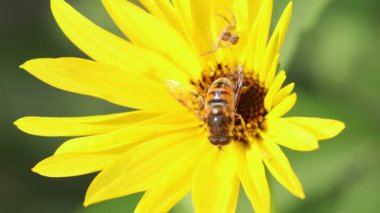 Captivating Macro View: Hoverfly Pollinating a Vibrant Yellow Flower While a Spider Observes, Offering a Detailed Glimpse into Insect Behavior and Floral Beauty, Enhanced by Natural Light