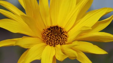 Close-up of a vibrant yellow sunflower, capturing its intricate details and radiant color, ideal for nature, floral, and summer themes, conveying beauty and freshness.