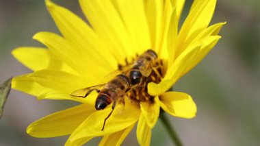 Detailed close up captures two bees busily gathering pollen from a bright yellow sunflower in natural light; a picturesque scene of nature's harmony and the vital role of pollinators.