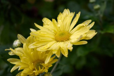 A striking close-up showcases the delicate beauty of two vibrant yellow chrysanthemums, their petals glistening with water droplets, against a soft, blurred background of lush green foliage, highlighting nature's artistry and serenity.
