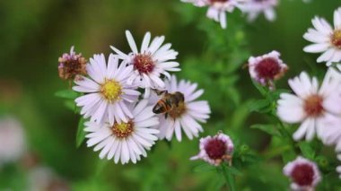 A bee is carefully gathering nectar from the tender, light purple petals of blooming flowers amidst the verdant greenery of a tranquil garden scene, showcasing nature's intricate harmony.