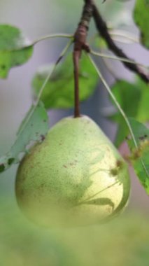 A close-up captures a single, vibrant green pear, speckled with subtle brown dots, gracefully suspended from a pear tree branch, bathed in soft, filtered natural light, complemented by delicate green leaves