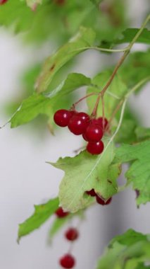 Close-Up Captivating Display of Red Viburnum Berries with Lush Green Leaves, Embracing Nature's Beauty and the Transition of Seasons in a Delicate Dance of Colors and Textures