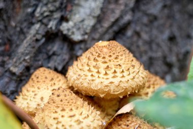 A detailed macro photo showcasing Pholiota squarrosa, also known as the shaggy scalycap, clustered at the base of a tree, emphasizing their unique textured caps and natural forest habitat.